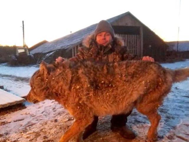 人和狼战斗，谁更有胜算？如果手里有棍棒，结局一样吗？休闲区蓝鸢梦想 - Www.slyday.coM