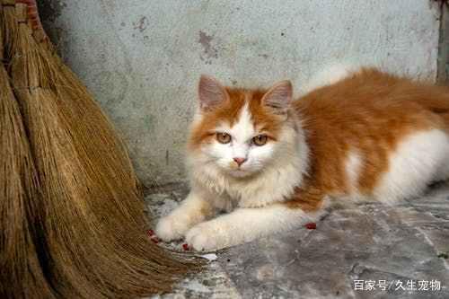 猫咪边吃东西边流眼泪,真的是被美食感动的吗?休闲区蓝鸢梦想 - Www.slyday.coM 猫咪边吃东西边流眼泪,真的是被美食感动的吗?休闲区蓝鸢梦想 - Www.slyday.coM