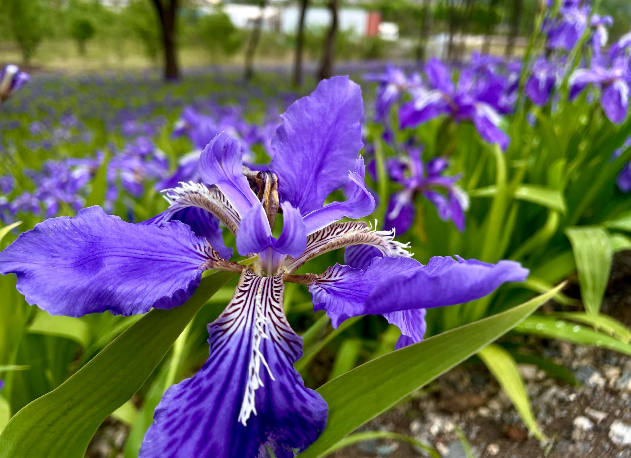 雨后永引渠粉色的杨树花我也是第一次见摄影