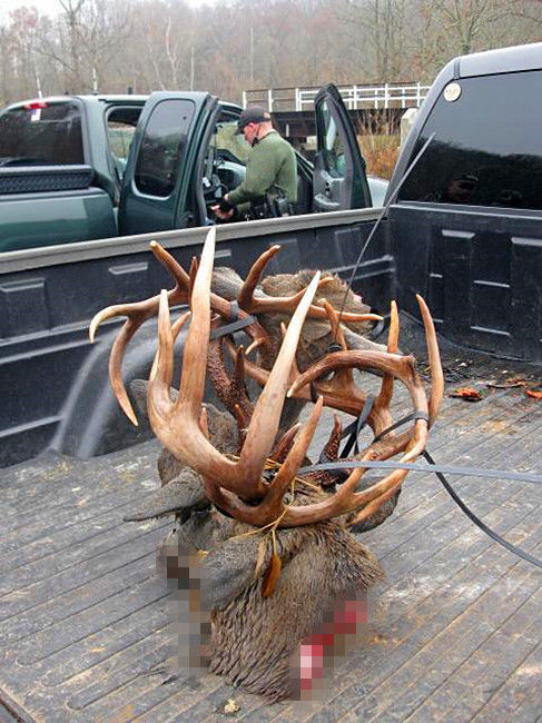 鹿发现时已经死去了,这里又是野外,所以谁发现就算是谁的了.