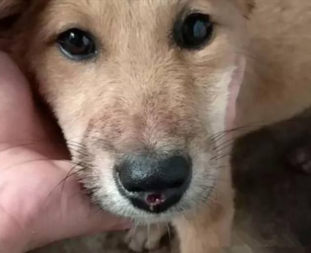 土狗回来后一直在呜咽鼻子上多出个血孔看清后真的好心疼