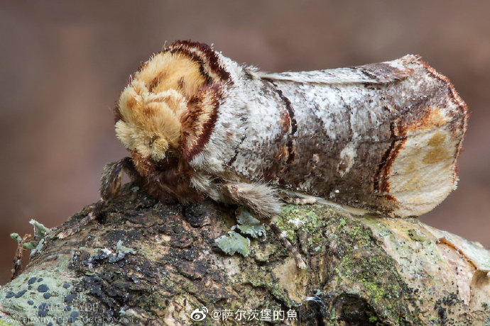 圆掌舟蛾 phalera bucephala,伪装成断枝茬子