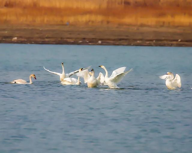 “一墩难求”?济南这对硕大号“冰墩墩”、“雪容融”火了!更火了这个物华天宝的打卡地!休闲区蓝鸢梦想 - Www.slyday.coM “一墩难求”?济南这对硕大号“冰墩墩”、“雪容融”火了!更火了这个物华天宝的打卡地!休闲区蓝鸢梦想 - Www.slyday.coM