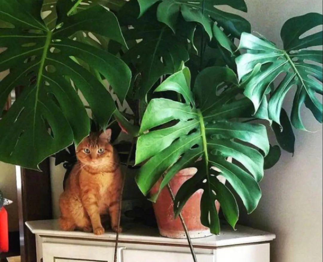 家门口的有毒花，千万别乱碰，有小孩的注意！休闲区蓝鸢梦想 - Www.slyday.coM