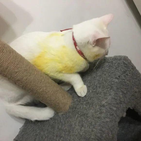 家门口的有毒花，千万别乱碰，有小孩的注意！休闲区蓝鸢梦想 - Www.slyday.coM