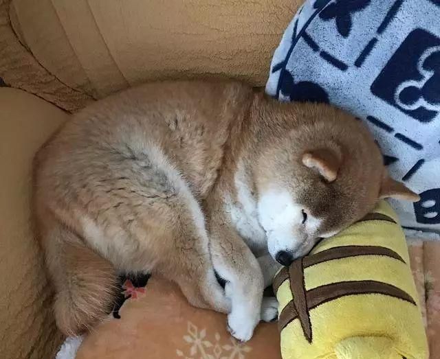 15岁柴犬躺在主人怀中入眠,如同回到最初,睡相非常讨人喜欢