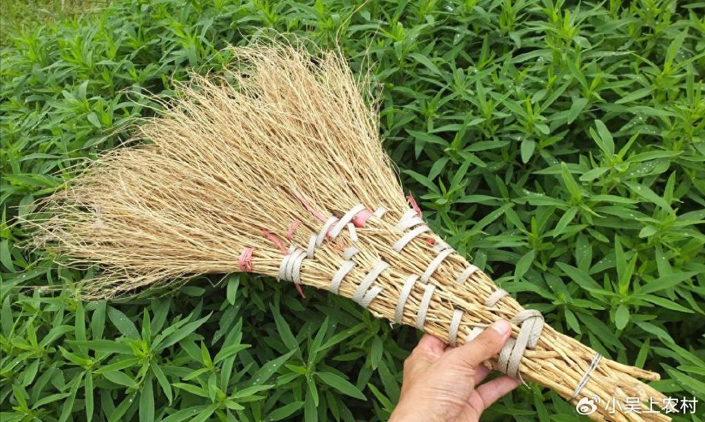 地肤又叫扫帚苗，嫩时当菜吃，老了做扫把，你有吃过吗？