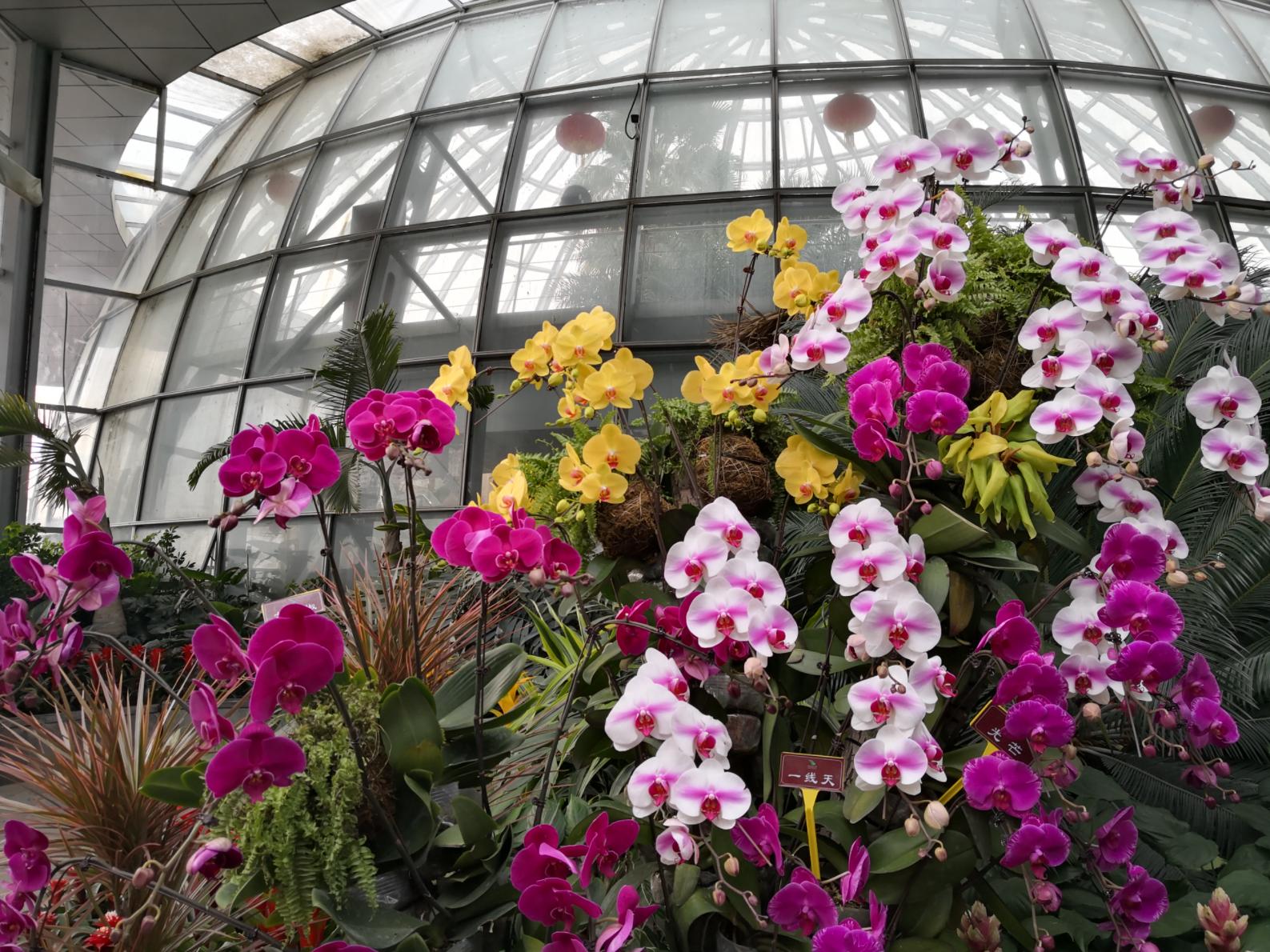 郑州植物园迎春花展元旦开幕|花展|石斛兰|文心兰_新浪新闻