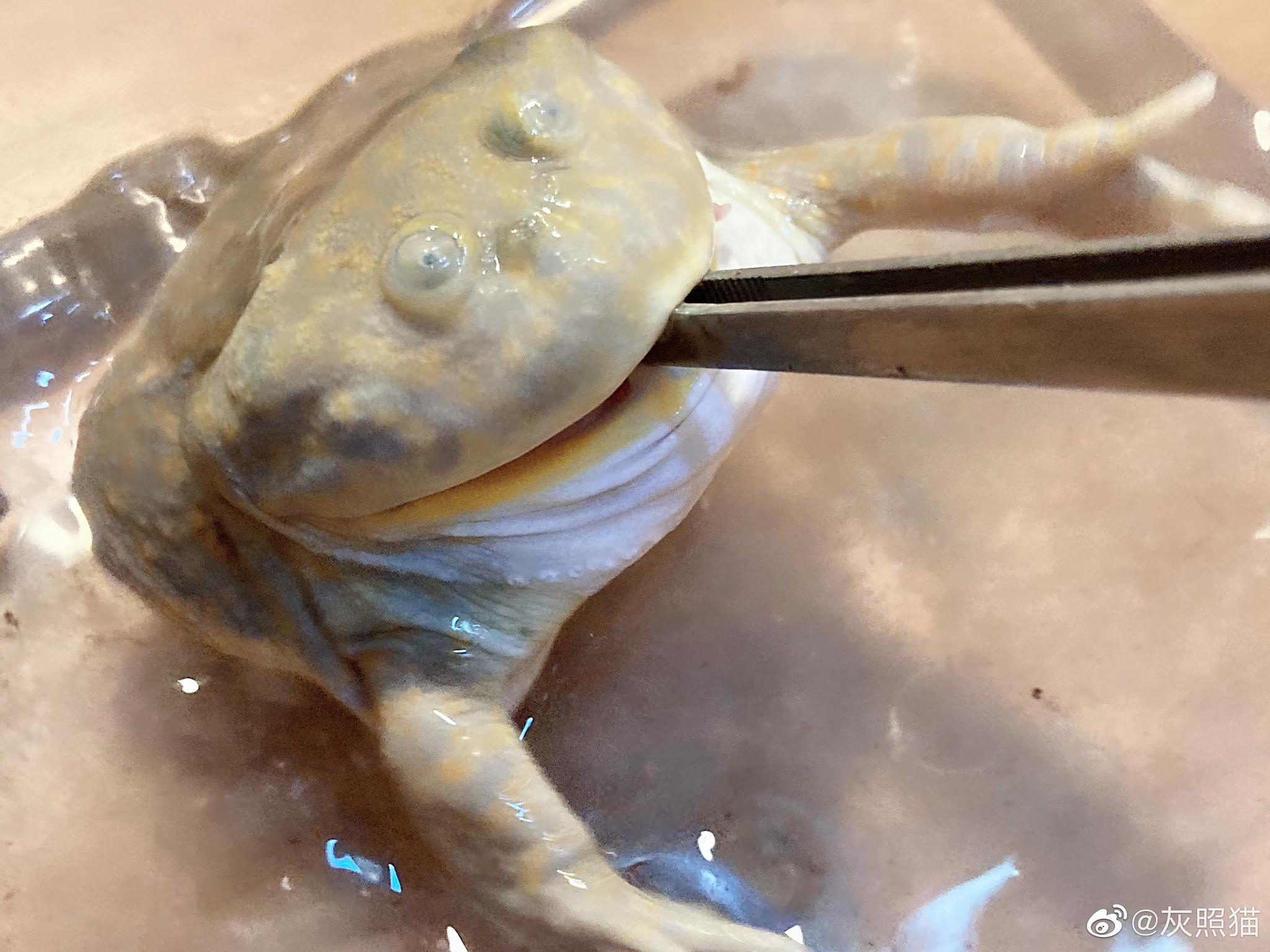 犄角旮旯里的小动物7 小丑娃lepidobatrachus llanensis