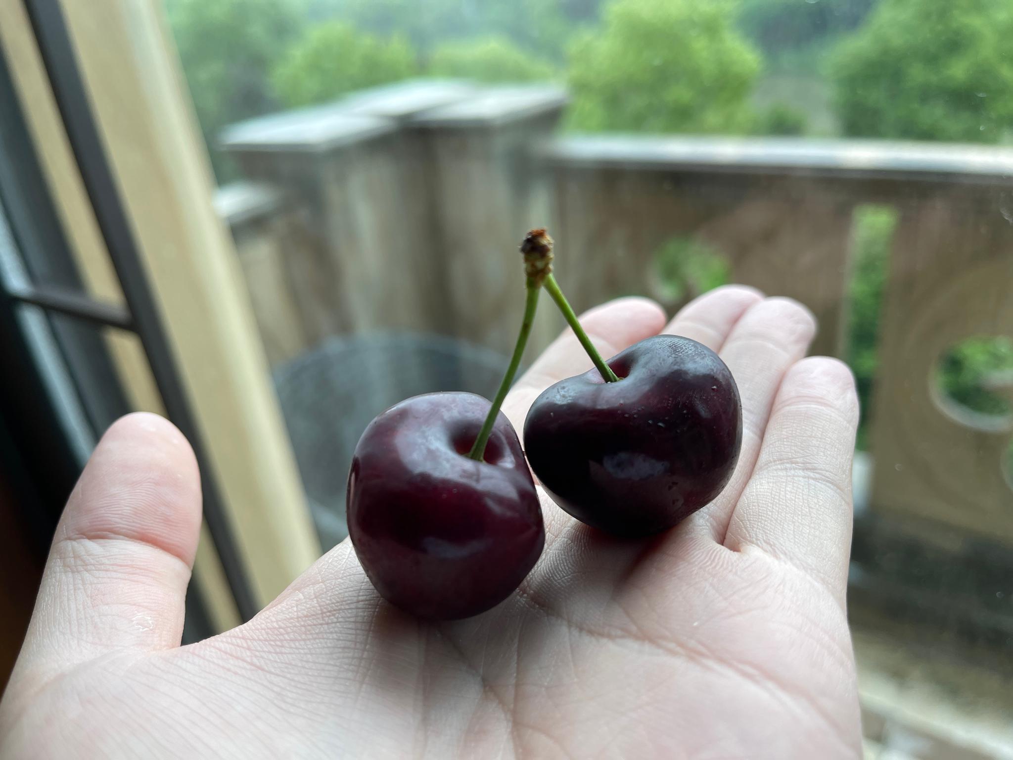 感谢@鲜果研究所 送来的黑珍珠甜樱桃 够大,够甜!