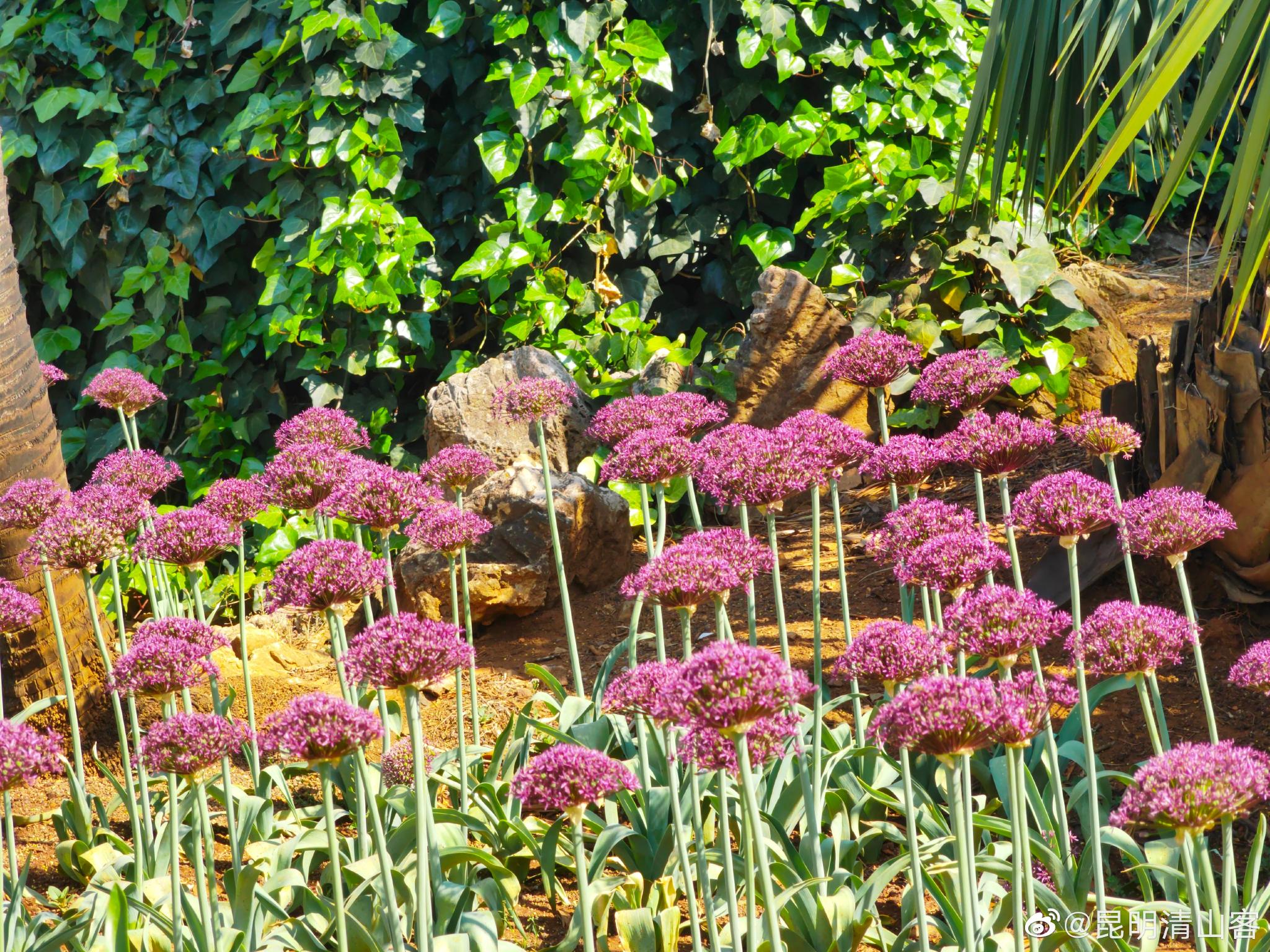 昆明植物园东园葱花开