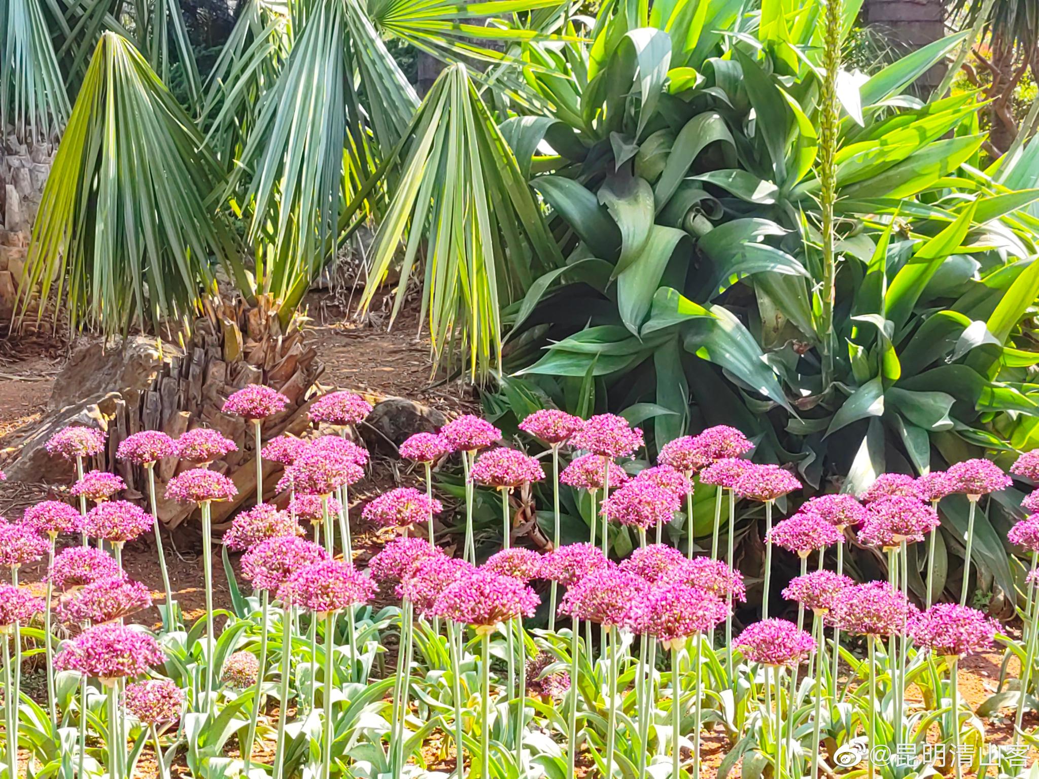 昆明植物园东园葱花开