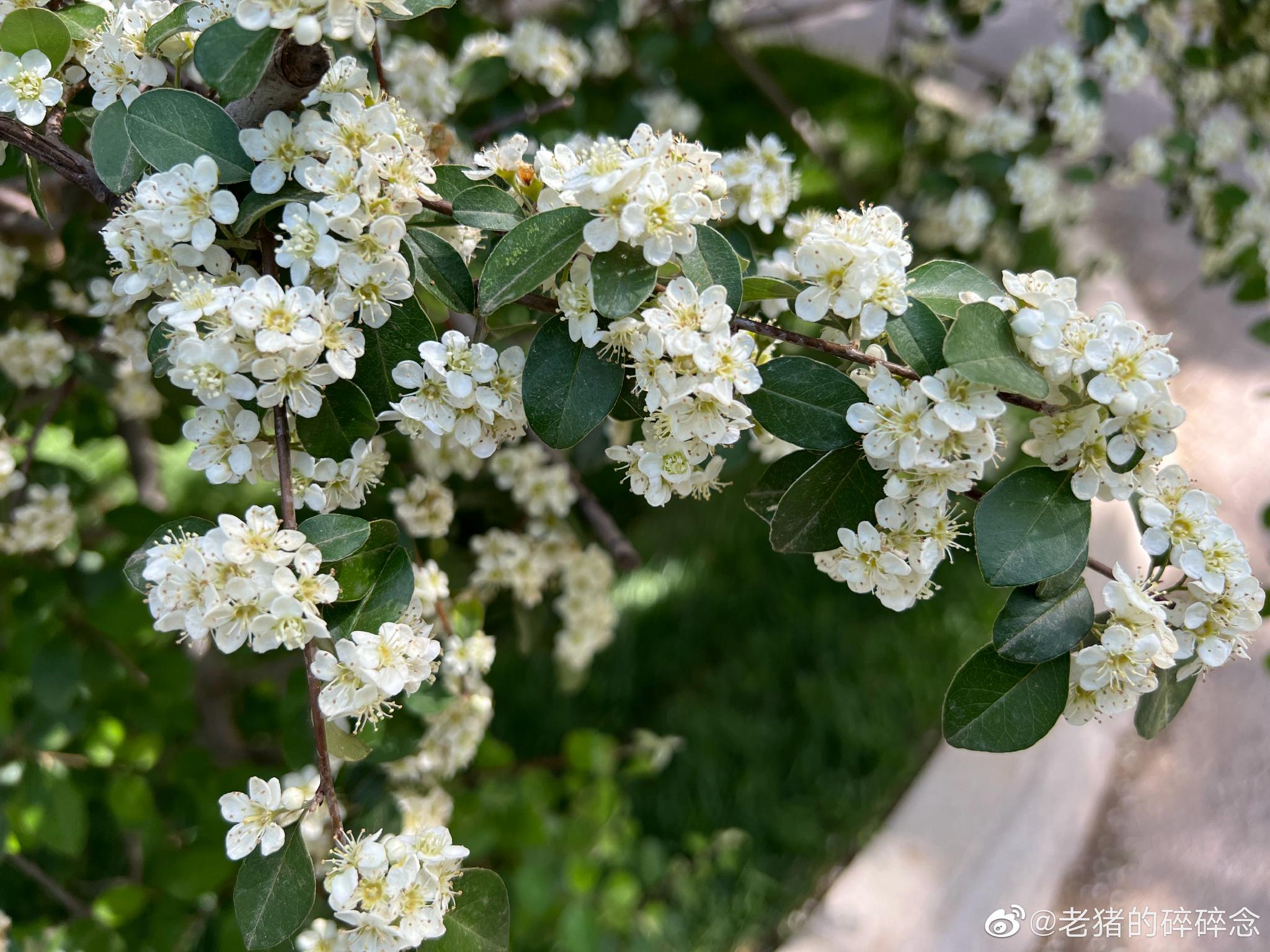 来来来大家认识一下多花荀子