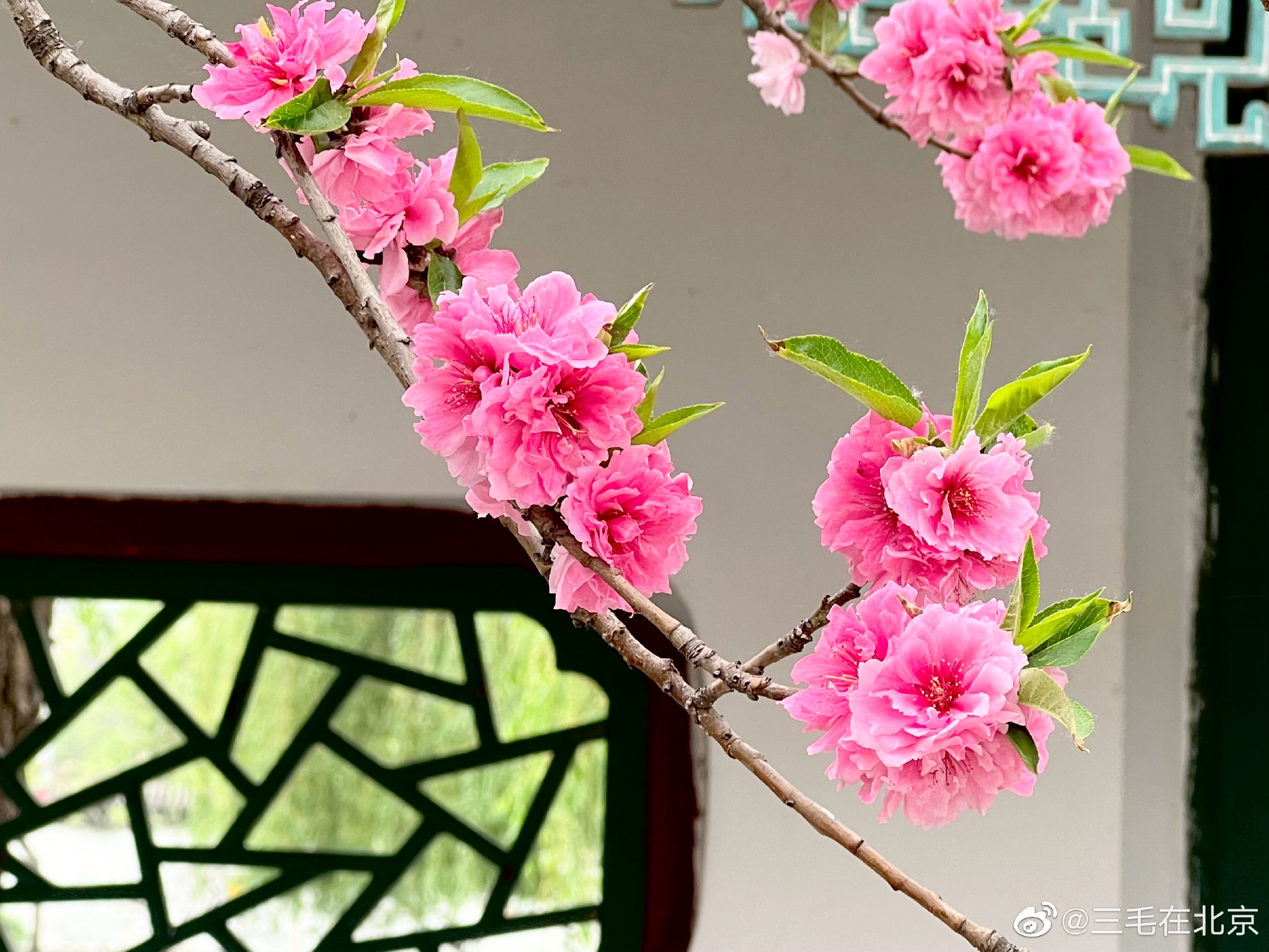 北京大观园怡红院 一树桃花 满园鲜艳 摄影_高清图集_新浪网