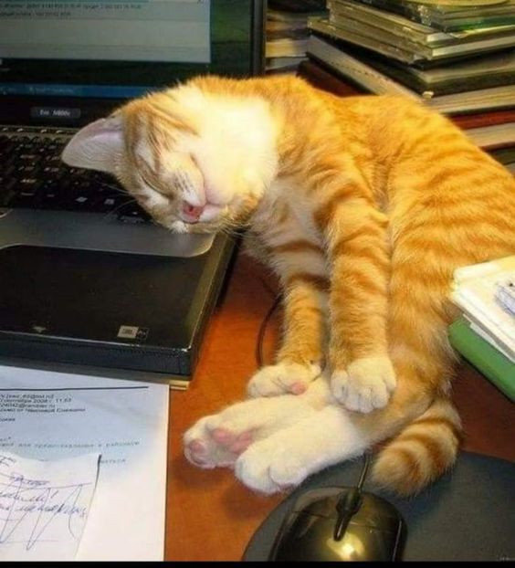 睡姿大比拼果然只要我想在哪都能睡着呢