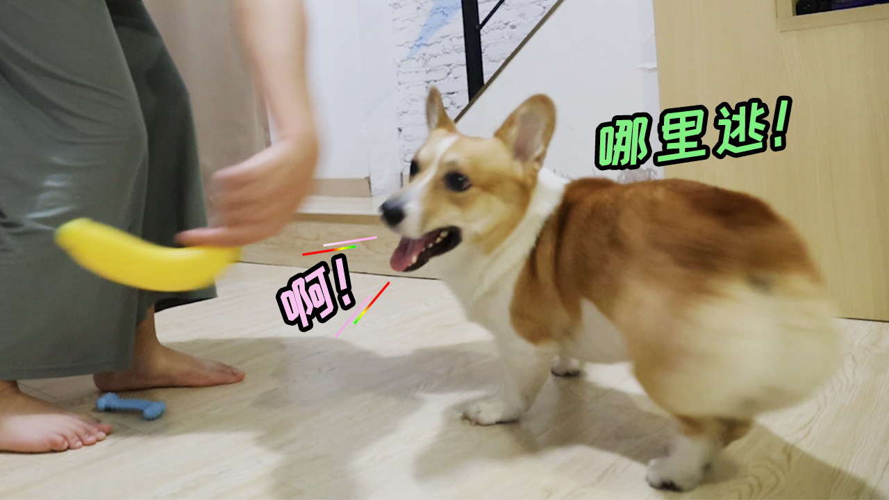 狗狗被骗原地转圈圈主人以为小狗会被转晕结果被狗狗疯狂打脸