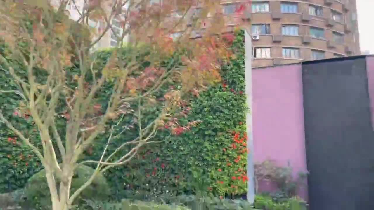 生活小札 闹中取静的石南花园 莫兰迪紫色背景墙 庭院结构 水幕墙 小花园里别有洞天