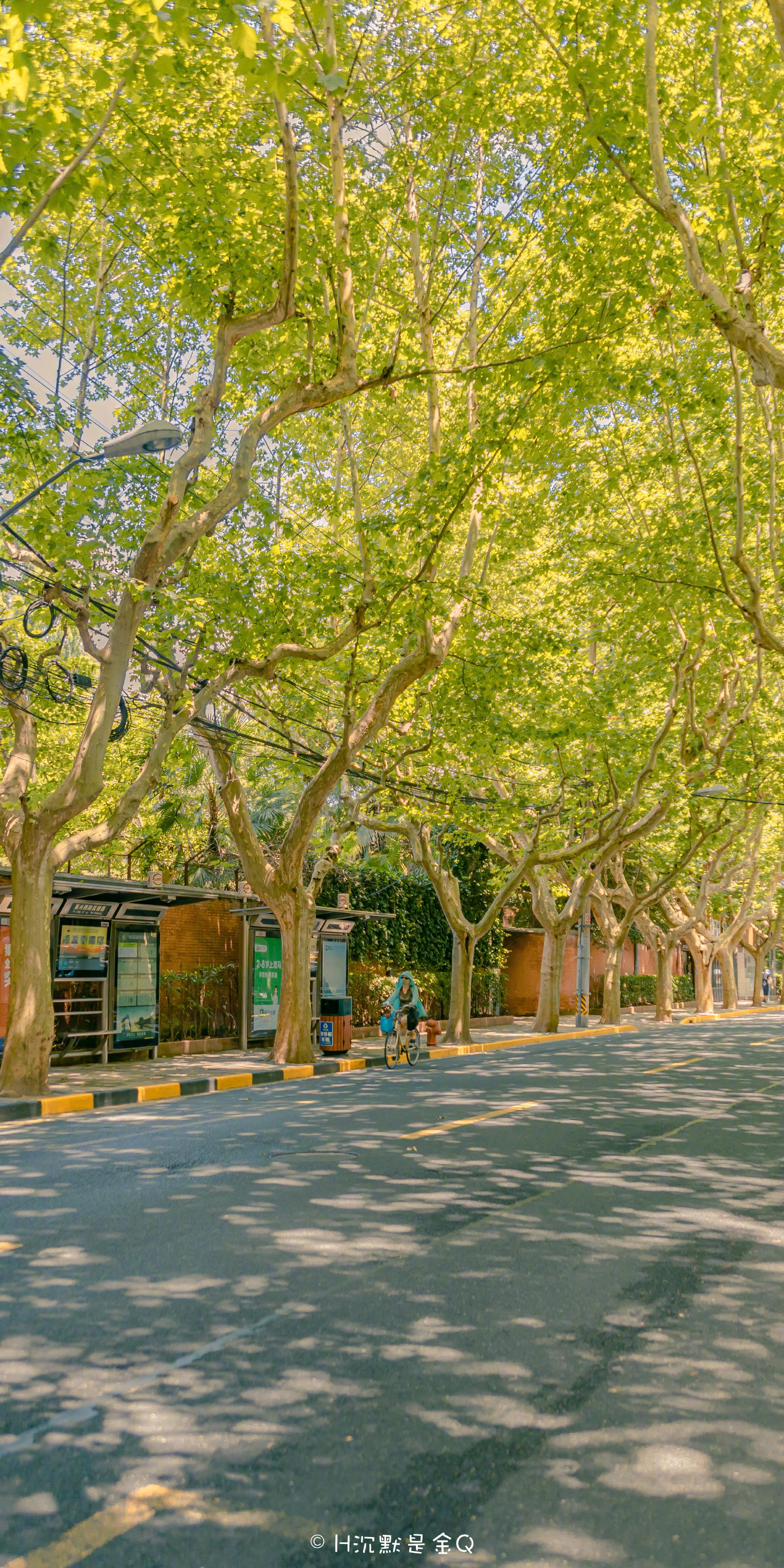 「上海的一切,都在梧桐树下发生」 :h沉默是金q