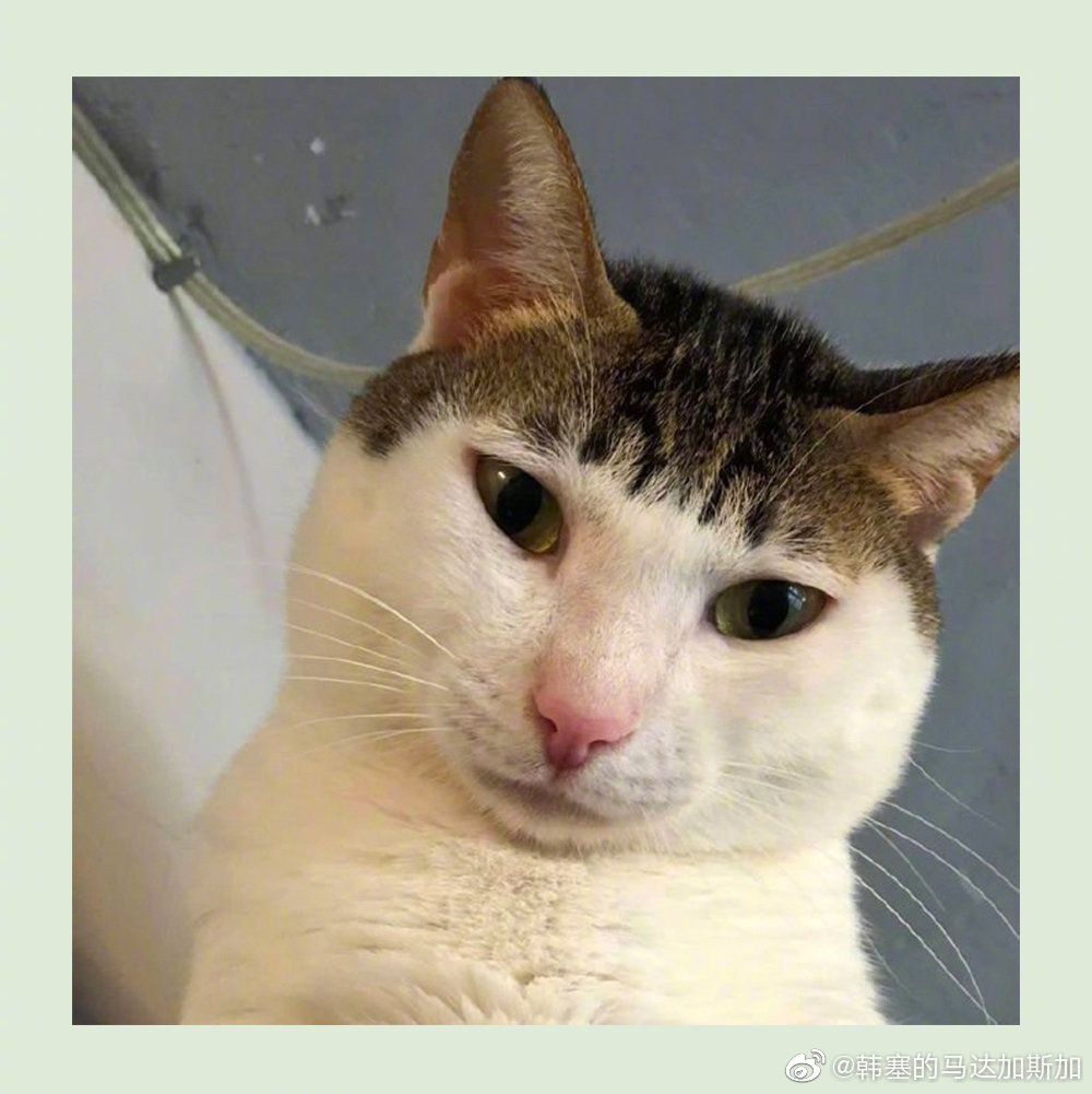 《猫猫发型大赏》_高清图集_新浪网