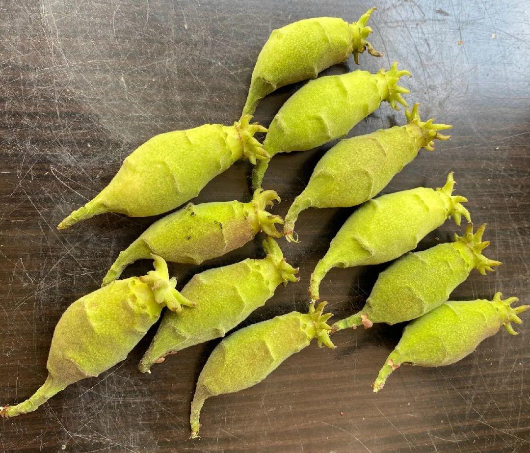 家门口的有毒花，千万别乱碰，有小孩的注意！休闲区蓝鸢梦想 - Www.slyday.coM