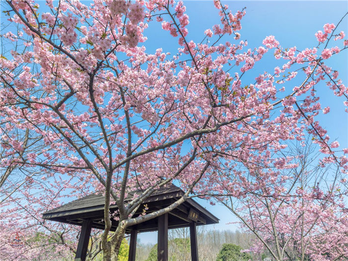 上海有一四季赏花的好地方,春天樱花最出名,适合亲子旅游的景点