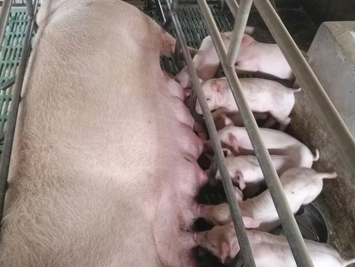 快生了母猪该为什么料 母猪快要生了为什么不见红