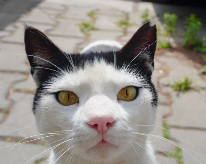 经常来门前打招呼的猫猫,这刘海也太可爱了……__财经头条