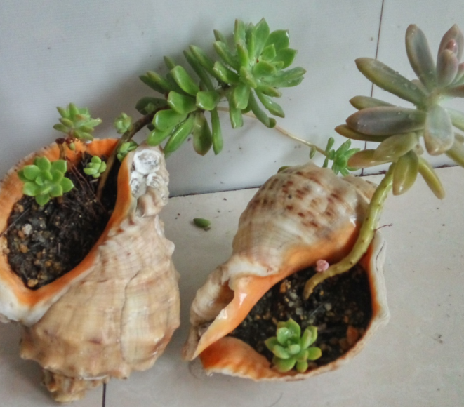 家里有许多没人要的海螺壳,都被她拿来种多肉了,这样的花盆还真是第一