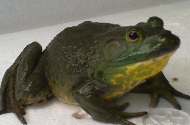 鱼|蛇头鱼|清道夫_新浪新闻