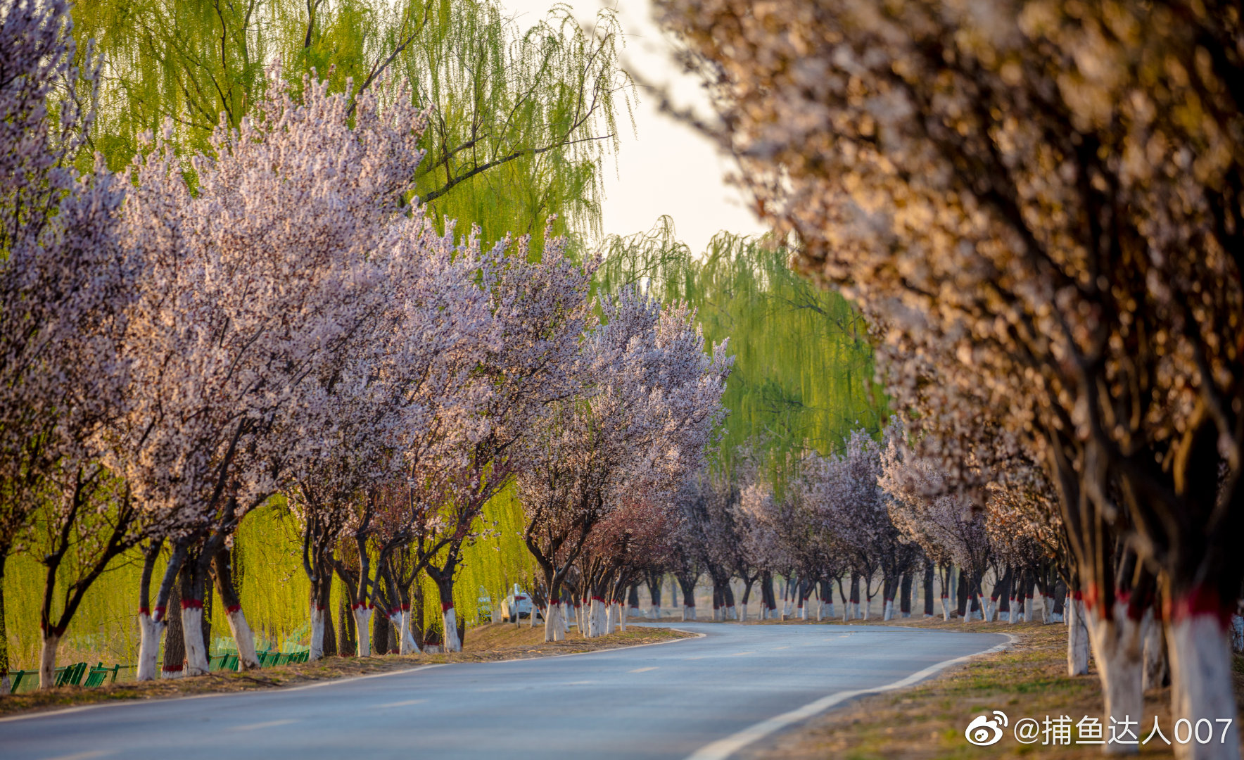夕阳下紫叶李大道@济南市文化和旅游局 @中国摄影师联盟