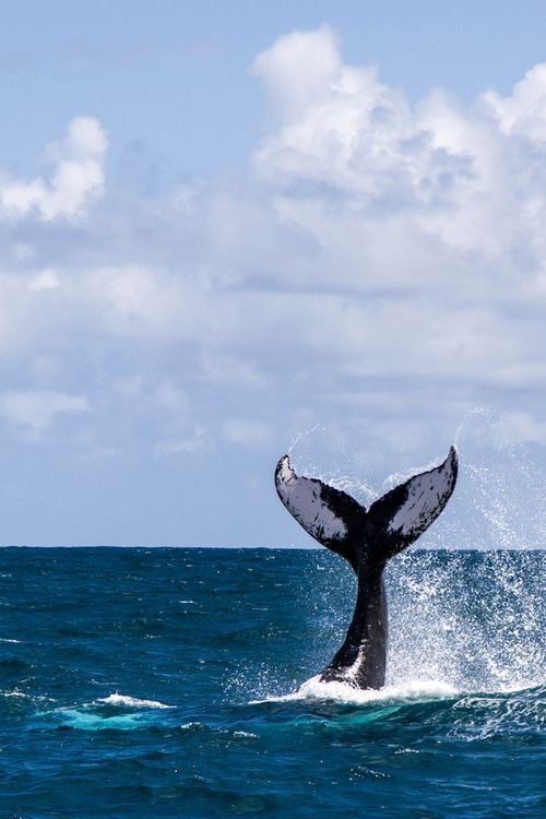 鲸尾/ 分享好运_高清图集_新浪网