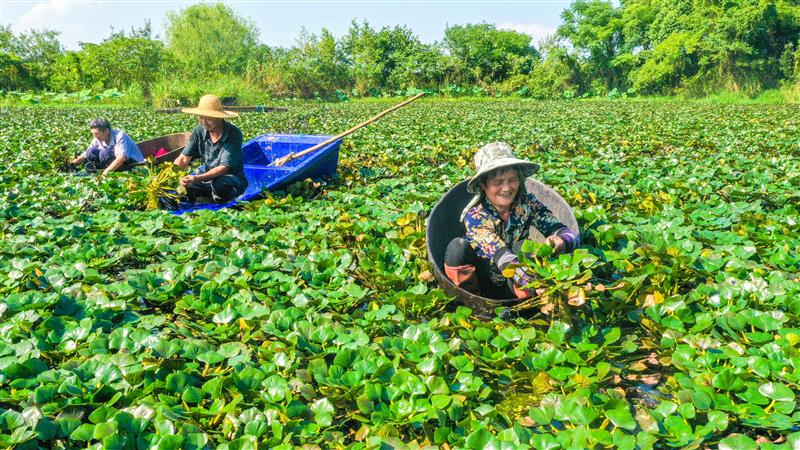 浙江长兴:秋风起 采菱忙