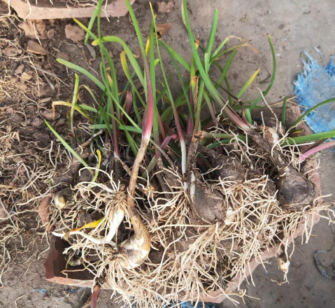 家门口的有毒花，千万别乱碰，有小孩的注意！休闲区蓝鸢梦想 - Www.slyday.coM