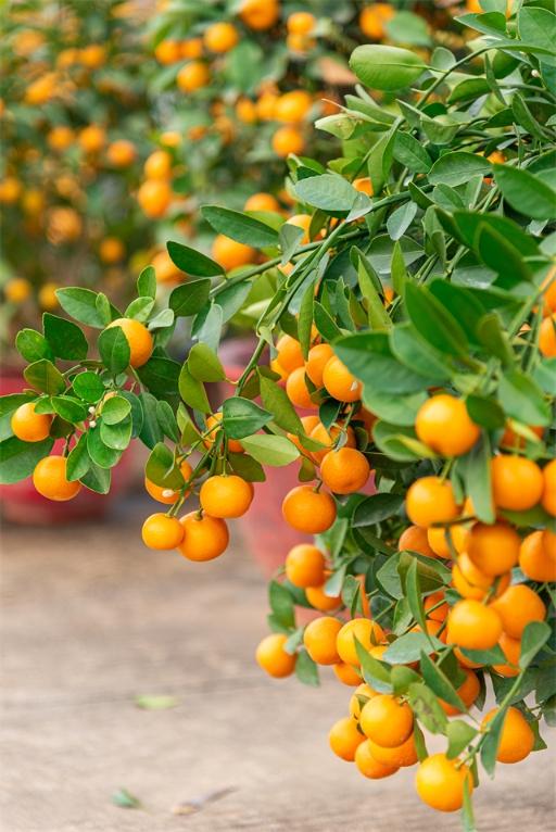 年桔成熟了 枝头挂满果实|南沙|广州|罗伦_新浪新闻