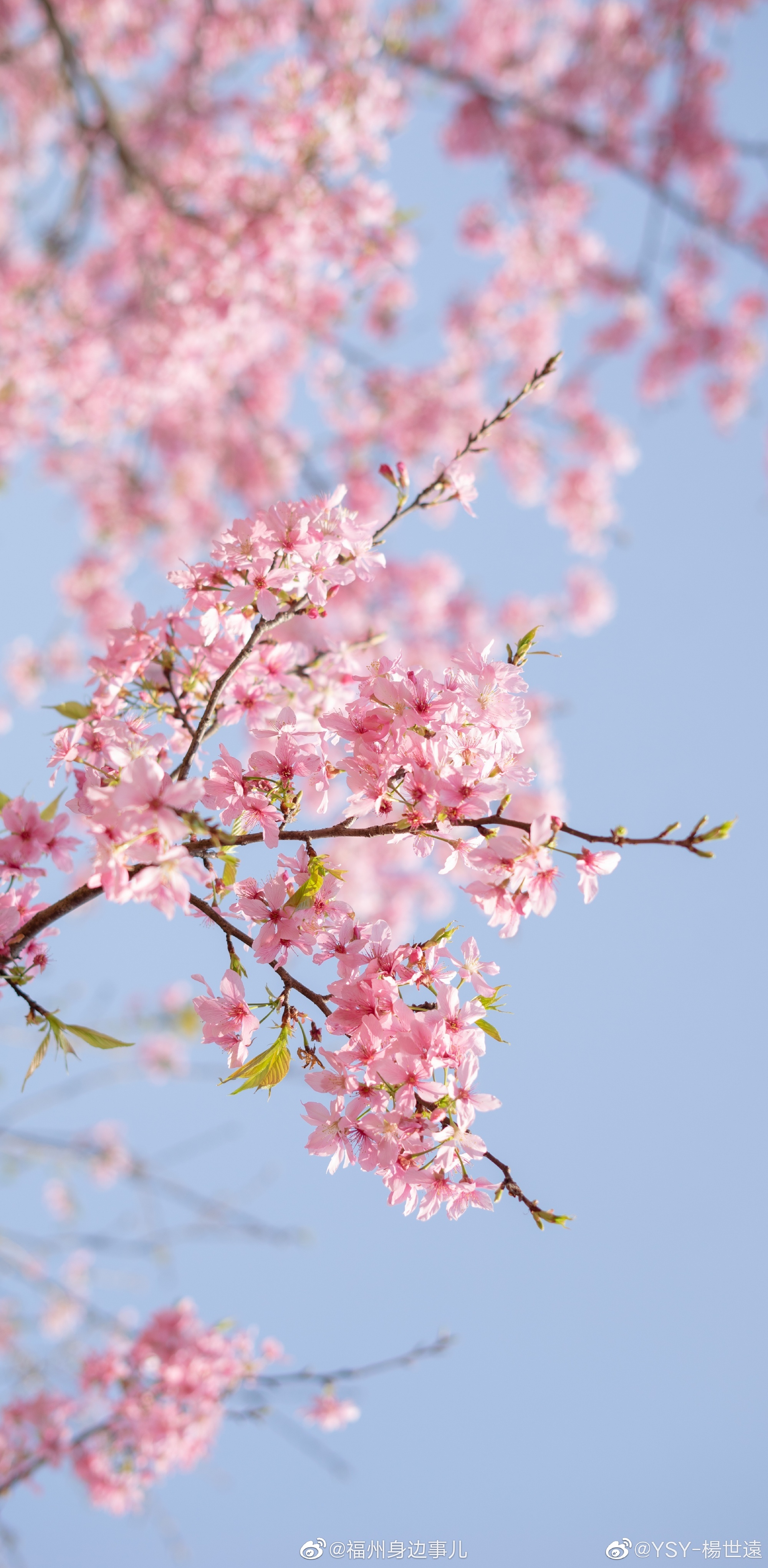 闽侯龙台山樱花季