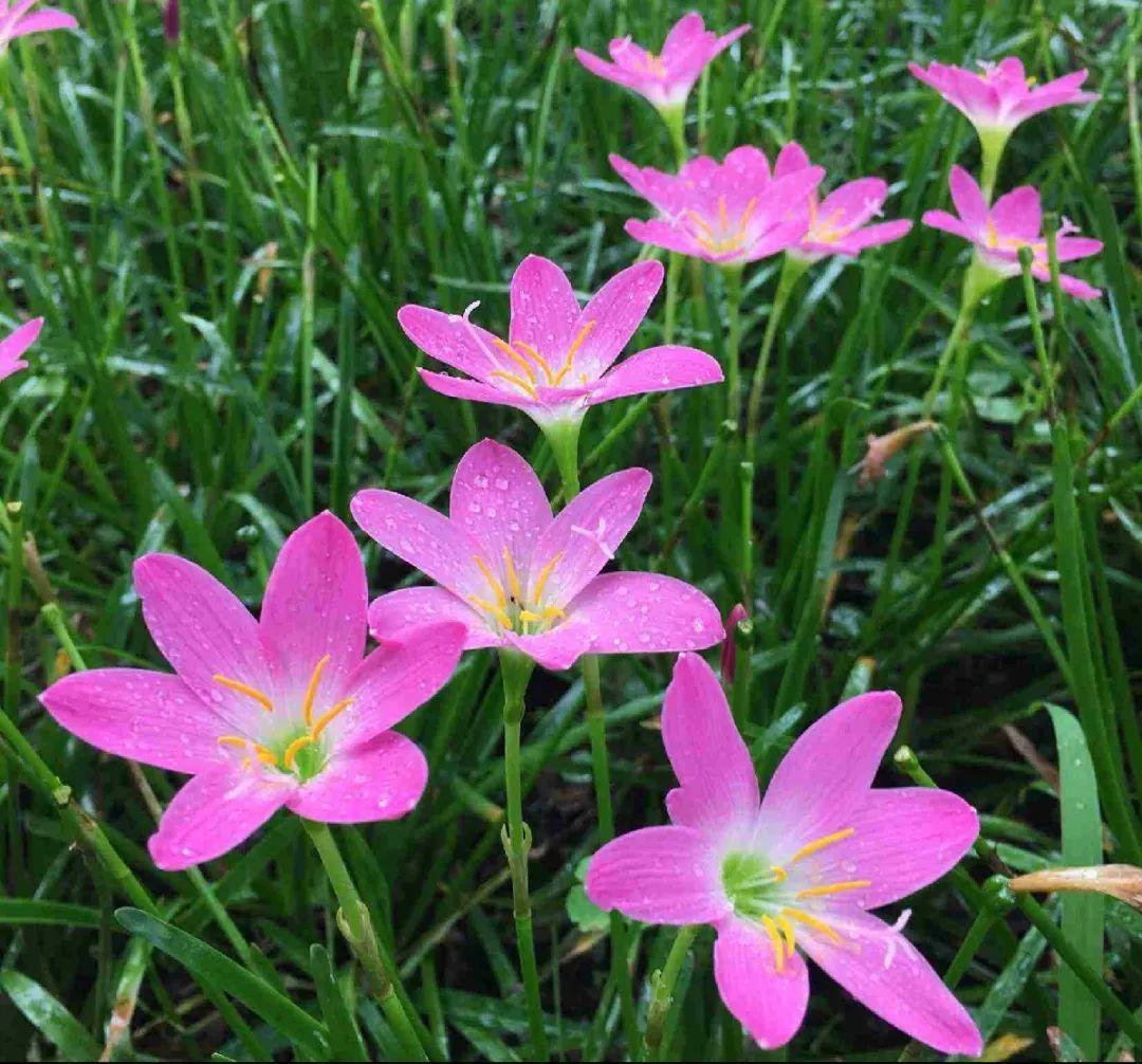 家门口的有毒花，千万别乱碰，有小孩的注意！休闲区蓝鸢梦想 - Www.slyday.coM