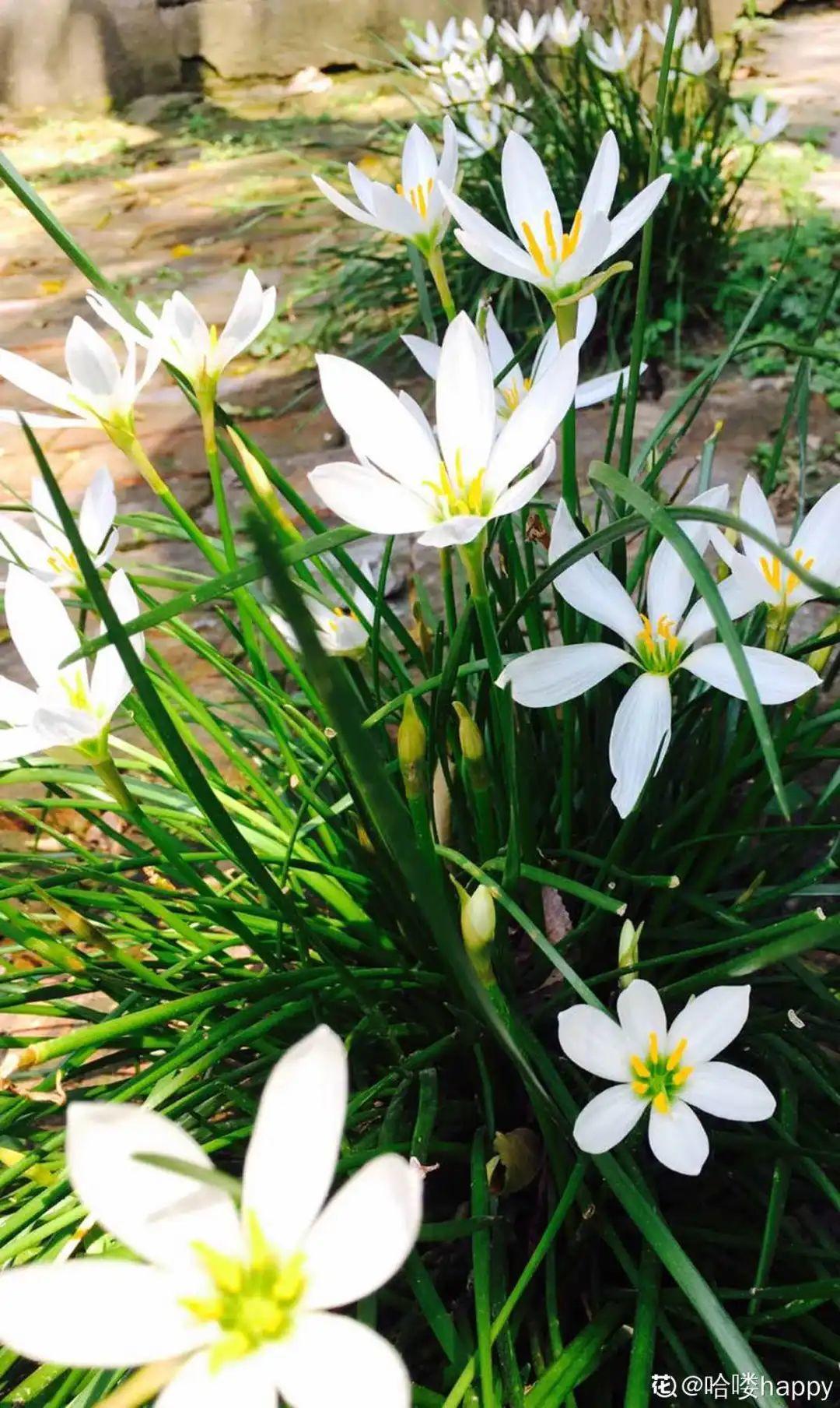 家门口的有毒花，千万别乱碰，有小孩的注意！休闲区蓝鸢梦想 - Www.slyday.coM