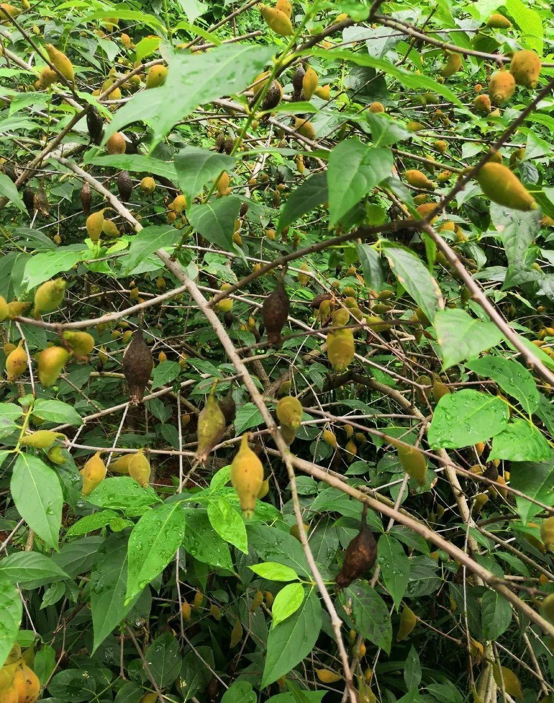 家门口的有毒花，千万别乱碰，有小孩的注意！休闲区蓝鸢梦想 - Www.slyday.coM