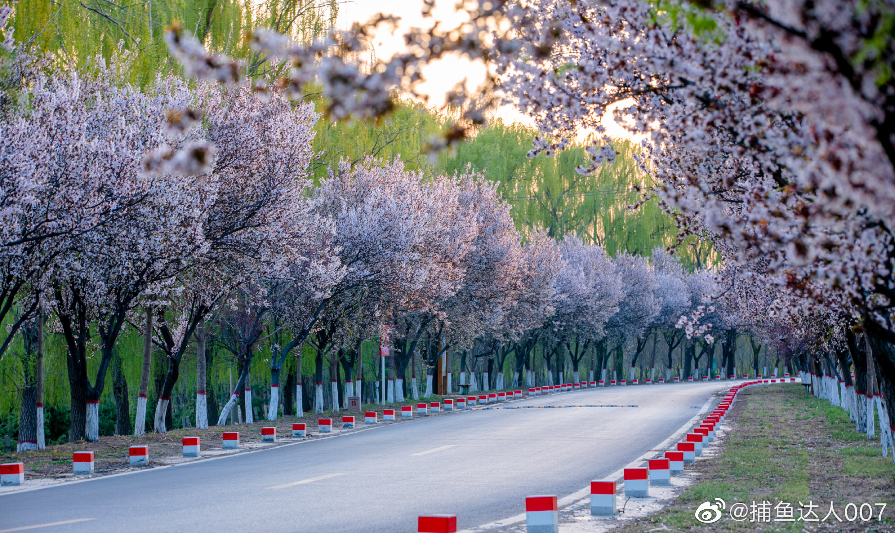 夕阳下紫叶李大道@济南市文化和旅游局 @中国摄影师联盟
