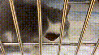 猫咪患猫传腹被遗弃,主人竟在外地旅游,多亏了这群好心人!休闲区蓝鸢梦想 - Www.slyday.coM 猫咪患猫传腹被遗弃,主人竟在外地旅游,多亏了这群好心人!休闲区蓝鸢梦想 - Www.slyday.coM