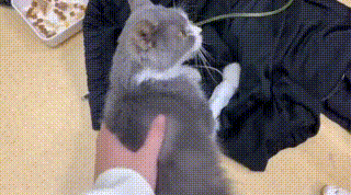 猫咪患猫传腹被遗弃,主人竟在外地旅游,多亏了这群好心人!休闲区蓝鸢梦想 - Www.slyday.coM 猫咪患猫传腹被遗弃,主人竟在外地旅游,多亏了这群好心人!休闲区蓝鸢梦想 - Www.slyday.coM