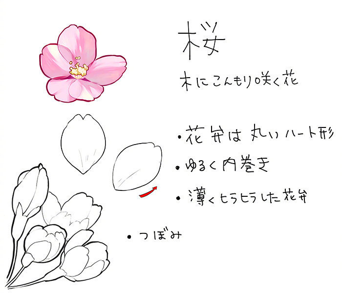 一些关于花卉的绘制画法参考