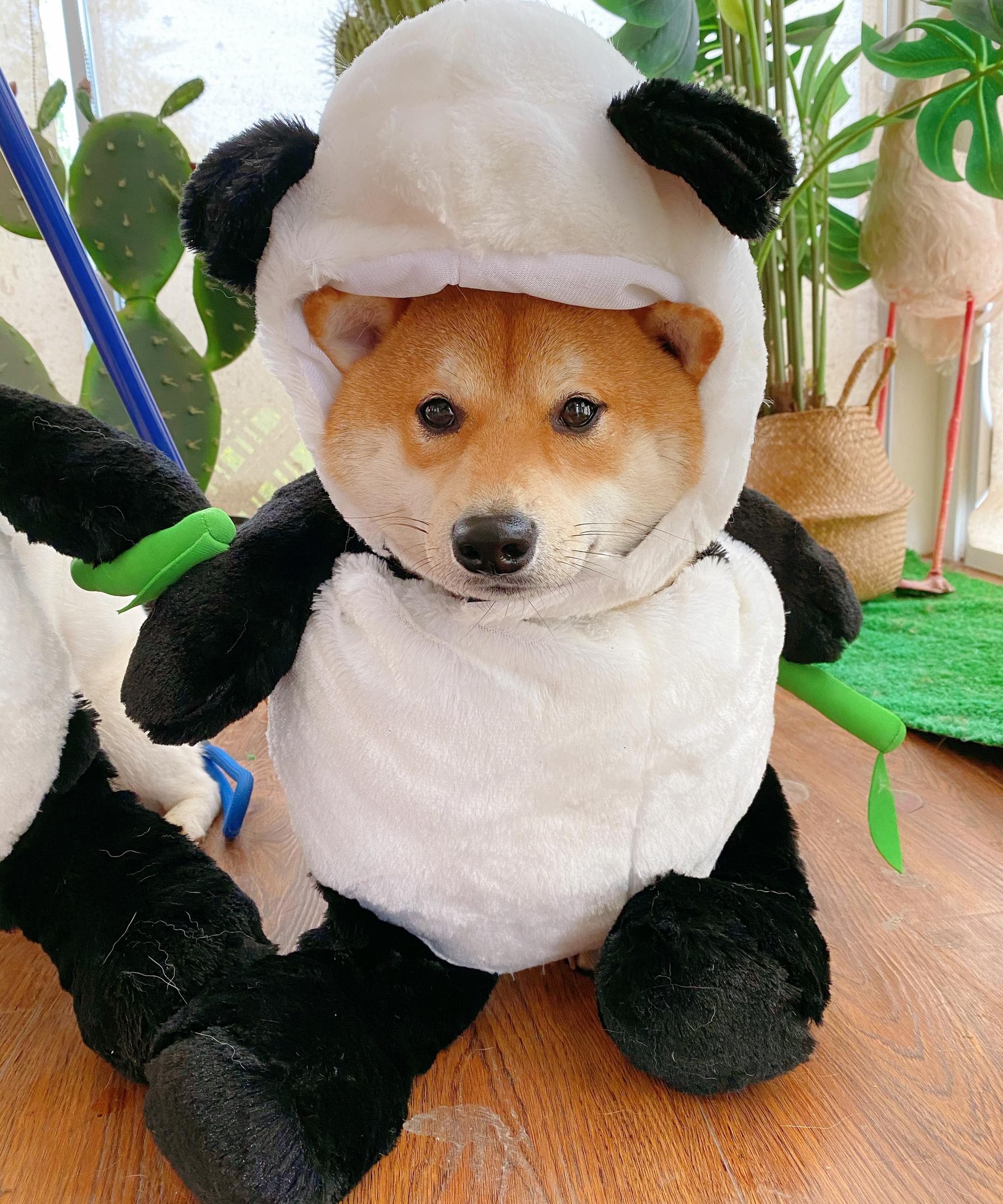 养熊猫犬了,新买的一只八万八很稀有,市面上也不多见,看看怎么样