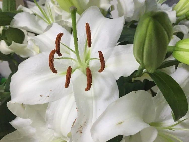 家门口的有毒花，千万别乱碰，有小孩的注意！休闲区蓝鸢梦想 - Www.slyday.coM