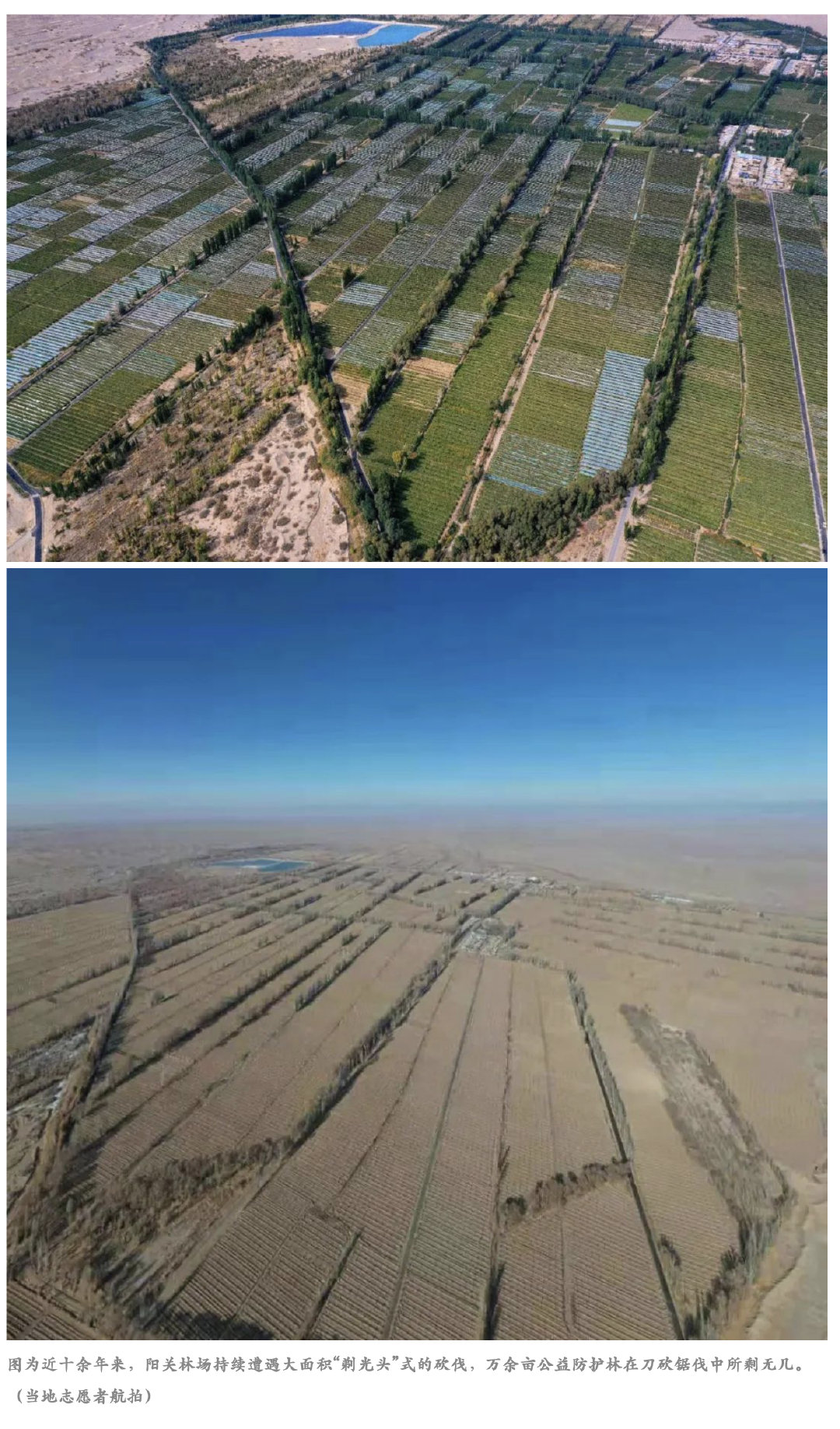 敦煌万亩防护林遭砍伐?甘肃成立调查组