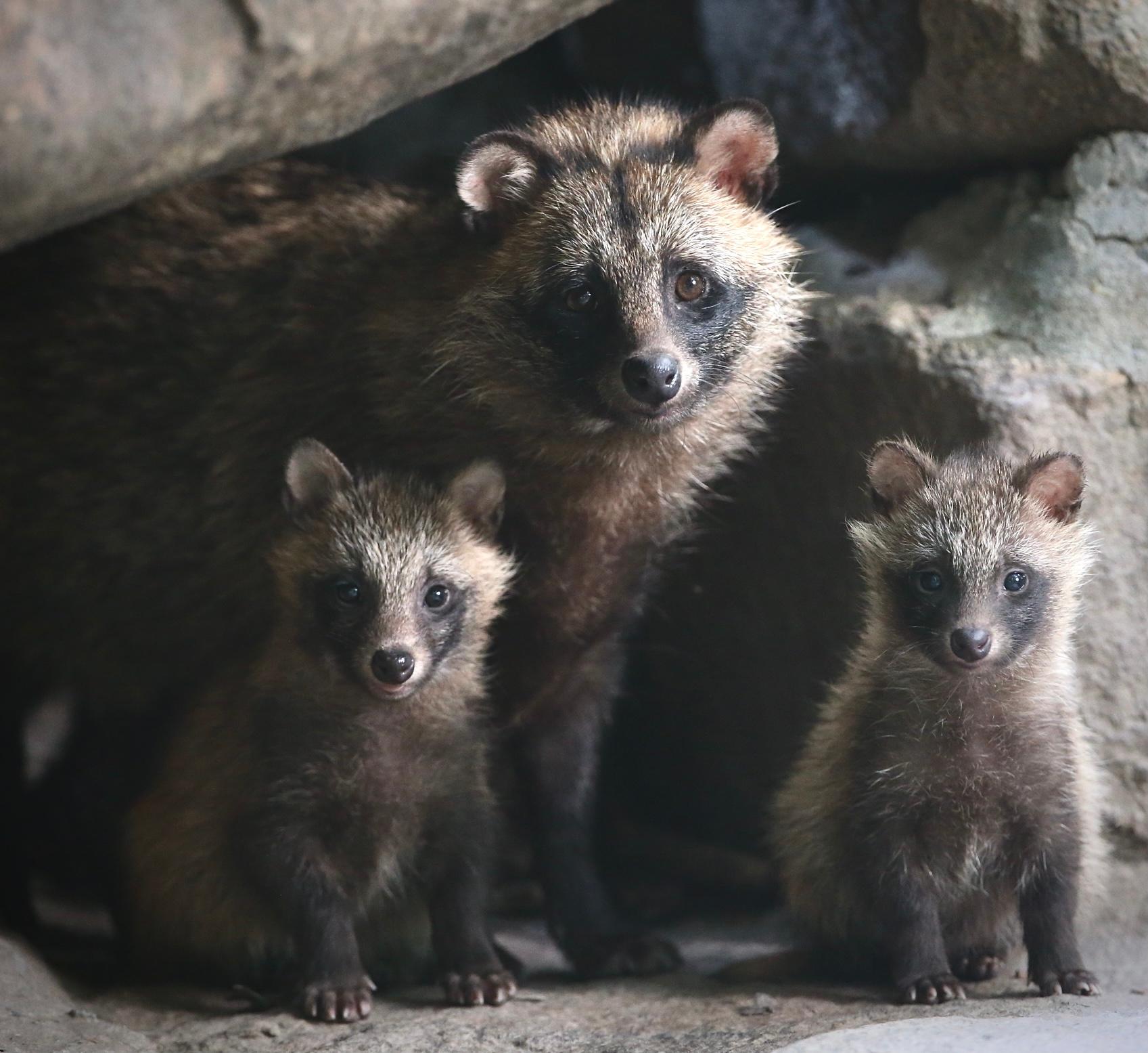 “降级”，是对珍稀动物保护最好的嘉奖休闲区蓝鸢梦想 - Www.slyday.coM