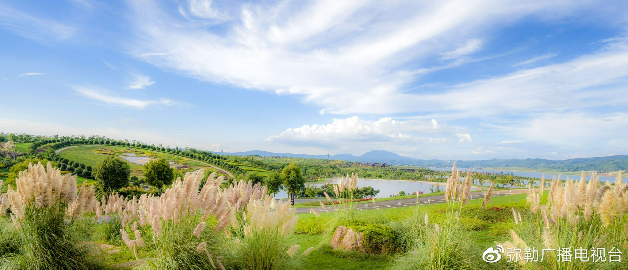 每当风起,富有光泽的银白色羽状穗花序随风摆动,花境中的景致透过蒲苇