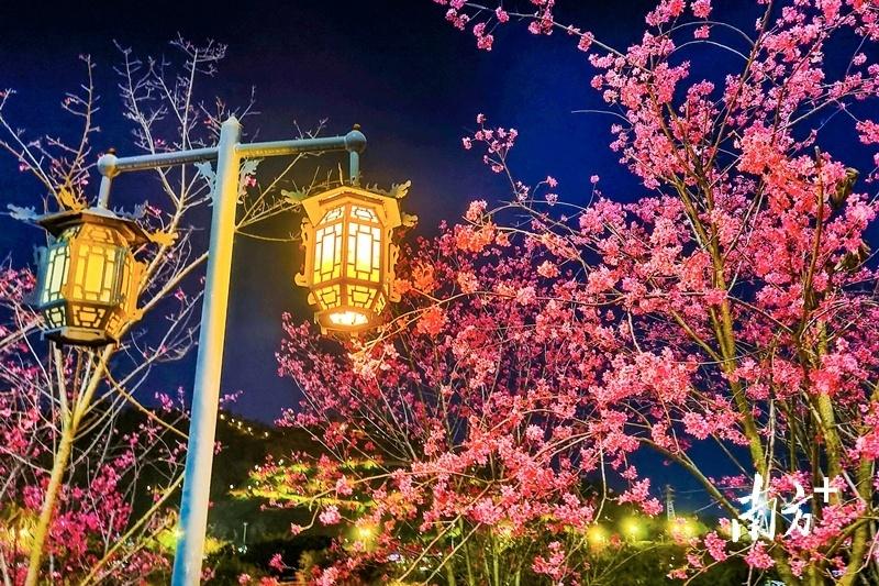 特写报道：廉江小巷子究竟藏着什么不为人知的故事？