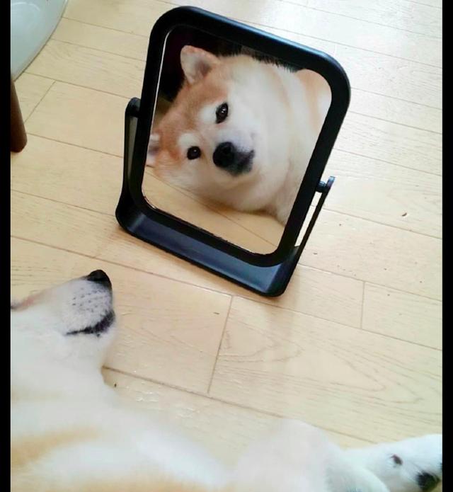 柴犬在家里躺着还要照镜子,沉迷于自己颜值:我这该死的帅气!|柴犬|宠