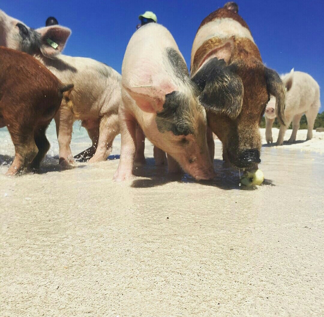巴哈马有一个萌萌的无人岛,奇妙的群居了一群小猪